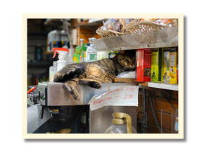 Collectible Postcard